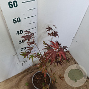 Acer pal. 'Atropurpureum' 30-40 cm 3,0L