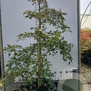 Acer pal. 'Dissectum' 125-150 cm 35L solitair