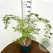 Acer pal. 'Dissectum' 60-80 cm 12L