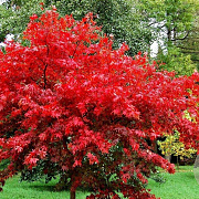 Acer pal. 'Fireglow' 175-200 cm cont. 80L