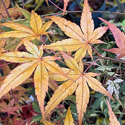 Acer pal. 'Hama-otome' 125-150 cm 20L