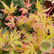 Acer pal. Metamorphosa 125-150 cm 20L