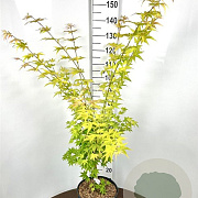 Acer pal. 'Orange Dream' 100-125 cm 12L