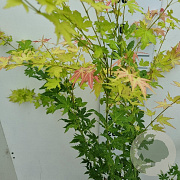 Acer pal. 'Orange Dream' 30-40 cm 3,0L