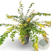 Acer pal. 'Sangokaku' 100-125 cm 12L