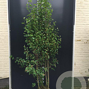 Amelanchier ovalis 125-150 cm 20L