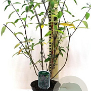 Buddleja d. 'Empire Blue' 175-200 cm 20L