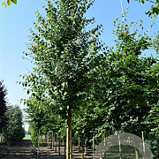 Cercidiphyllum japonicum 200-250 cm 20L