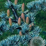 Cedrus libani 125-150 cm 20L