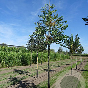 Cercis siliquastrum 40-60 cm 3,0L
