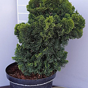Chamaecyparis o. 'Nana Gracilis' 25-30 cm 7,5L