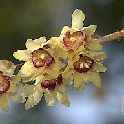 Chimonanthus praecox 150-175 cm 20L