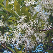 Chionanthus retusus 125-150 cm 20L