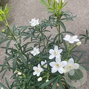 Choisya t. Scented Gem 60-80 cm 20L