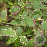 Cornus alternifolia Pinky Spot 175-200 cm 50L