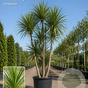 Cordyline australis 300-350 cm cont. 230L