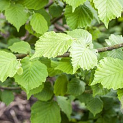 Corylus 'Chinoka' 100-125 cm 6L