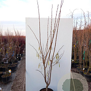 Corylus 'Cosford' 80-100 cm 5,0L
