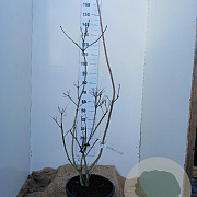Cotinus cog. 'Royal Purple' 125-150 cm 25L najaarspotting