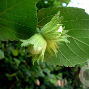 Corylus 'Gustav's Zeller' 60-80 cm 6L