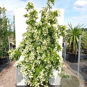 Cornus hongkongensis 200-250 cm 50L