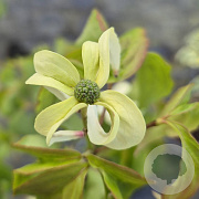 Cornus k. 'Couronne' 40-60 cm 5,0L