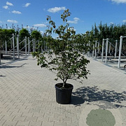 Cornus k. 'Satomi' 40-60 cm 5,0L