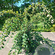 Cotoneaster lacteus 175-200 cm 20L 3 stok