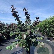 Corylus m. 'Purpurea' 175-200 cm 20L