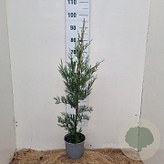 Cupressocyparis l. 'Tweeduizendéén' 60-80 cm 3,0L