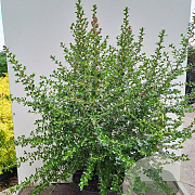 Escallonia 'Apple Blossom' 100-125 cm 20L