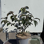Euonymus alat. 'Compactus' 25-30 cm 3,0L