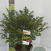 Euonymus alat. 'Compactus' 60-80 cm 12L