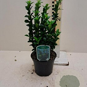 Euonymus jap. 'Green Spire' 40-60 cm 7,5L