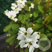 Exochorda 'Magical Springtime' 175-200 cm 20L met stok