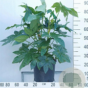 Fatsia japonica 60-80 cm 12L