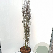 Frangula alnus Fine Line 150-175 cm 20L