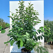 Halesia monticola 125-150 cm 20L