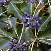 Hedera colchica 'Fall Favourite' 25-30 cm 3,0L