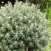 Hippophae rhamn. 'Hikul' 80-100 cm 20L