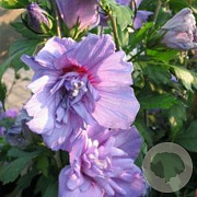 Hibiscus syr. Blue Chiffon 40-60 cm 7,5L