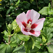 Hibiscus syr. 'Hamabo' 40-60 cm 7,5L