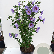 Hibiscus syr. 'Marina' 60-80 cm 12L