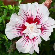 Hibiscus syr. Starburst Chiffon 40-60 cm 7,5L