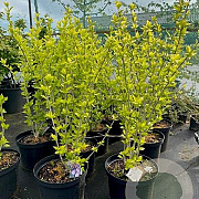 Hibiscus syr. 'Woodbridge' 60-80 cm 7,5L
