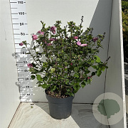 Hibiscus syr. 'Woodbridge' 80-100 cm 12L