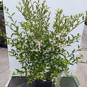 Hoheria sexstylosa 'Stardust' 150-175 cm 20L