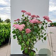 Hydrangea a. Pink Annabelle 80-100 cm 20L
