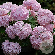 Hydrangea m. Endless Summer 60-80 cm 20L