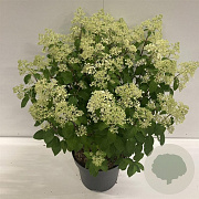 Hydrangea pan. Bobo 70-80 cm 20L